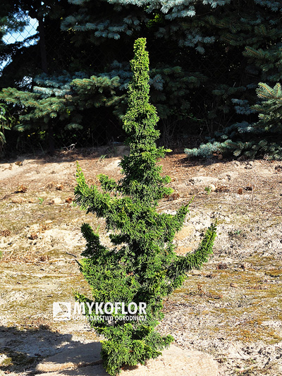 Туя западная Малоняна Холаб